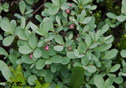 Vaccinium uliginosum L.